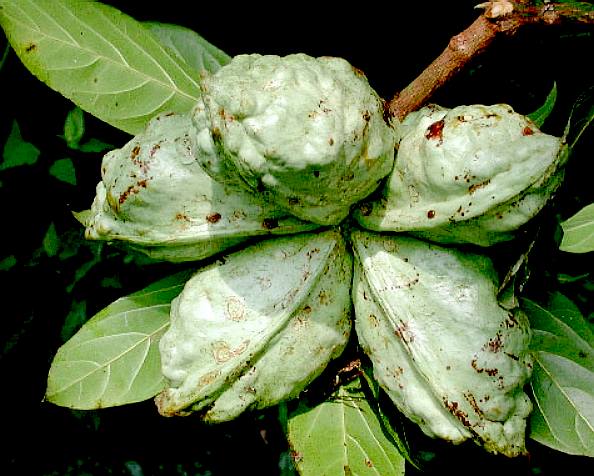 Protecting The Kolanut Tree: Nigeria’s Most Endangered Hardwood